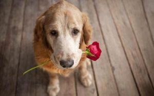 狗吊着玫瑰表情包 狗叼玫瑰表情emoji