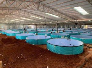 小型工厂化循环水养殖 工厂化循环水养殖老鼠斑
