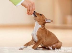 怎么训练幼犬 0-3个月幼犬训练排便
