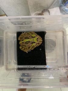 角蛙人工繁殖 人工繁殖