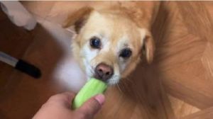 狗吃黄瓜的最佳时间 黄瓜最佳施肥方案