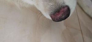 狗鼻子真菌感染 狗鼻子干没精神老趴着