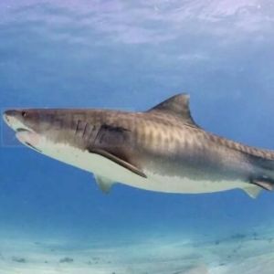 常见十大鲨鱼排名 最常见的鲨鱼