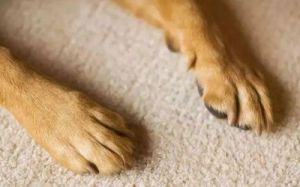 狗狗两个脚趾连在一起 狗狗在一起两个小时