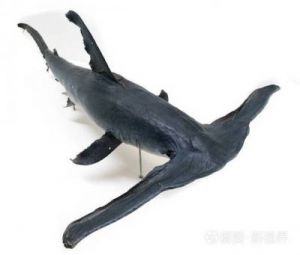 锤头鲨 锤头鲨身体结构图