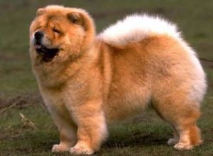 中国十大名犬 公认十大最好养的狗
