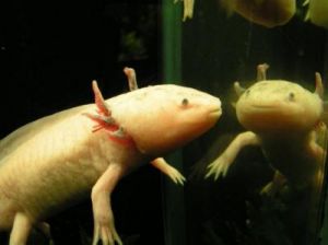 美西螈驯服有什么用 美西螈吃什么繁殖