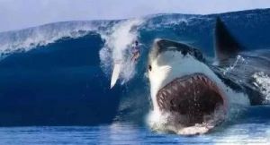 巨齿鲨vs100只虎鲸 巨齿鲨灭绝原因