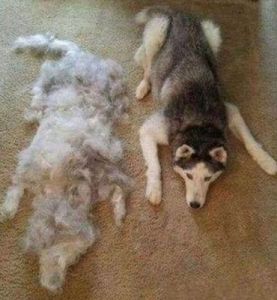 狗毛可以怎么利用 狗毛怎么清理