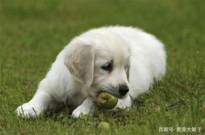 狗狗吃了葡萄皮多久安全 狗狗吃了葡萄干多久会死