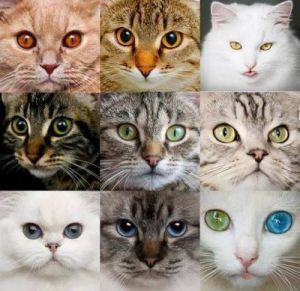 猫能看到几种颜色 狗的视力能看到几种颜色