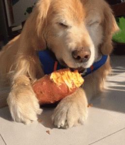 狗吃土豆好不好 狗吃土豆好吗