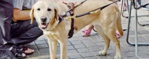 导盲犬是什么狗品种 导盲犬狗的品种