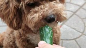 狗吃黄瓜的危害 狗可以吃瓜子吗