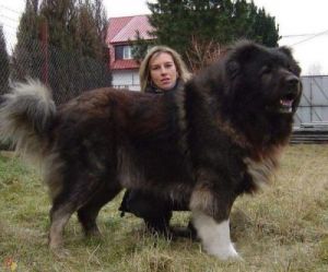 高加索犬图片 大型犬图片