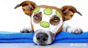 狗吃黄瓜的好处和坏处 狗狗不能吃的东西清单