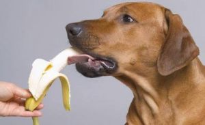 狗能吃的八种水果 糖尿病能吃哪种水果
