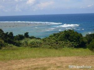 日本鹿儿岛县奄美大岛海域大量有毒水母现身，专家提醒市民注意安全