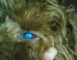 狗狗眼睛反光是什么原因 狗狗眼睛反光蓝色是什狗