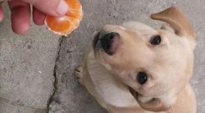 狗狗吃橘子不久吐了一口 刚出生不久的狗狗吃什么