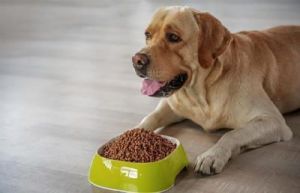狗狗吃狗粮要注意什么细菌 狗狗增肥吃什么狗粮