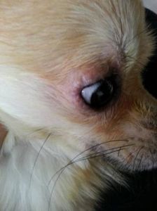 狗狗眼睛和嘴边长东西了 眼睛边长脂肪粒图片