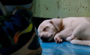 狗狗睡觉图 用什么铺在地上让狗狗睡觉