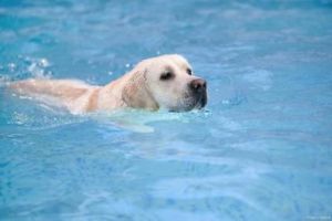 可以游泳的小狗狗有哪些 小女孩和狗狗一起游泳