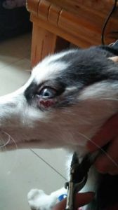 狗狗眼睛发炎眼球变灰了 眼睛发炎了眼球上有白点
