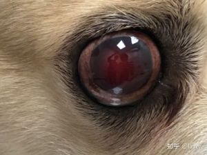 狗狗眼睛视网膜受损流血吗 狗狗视网膜脱落怎么办