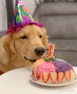 狗狗过生日需要买什么吃的 过生日吃水饺什么预兆
