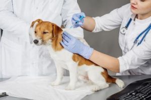 狗狗打两针疫苗注意事项 狗狗疫苗接种时间表