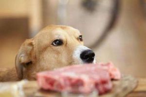 小型狗狗一顿吃多少肉合适 小型狗狗一顿吃多少肉