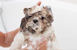 给狗狗洗澡的时候能放盐吗 怎么给狗狗洗澡才能干净