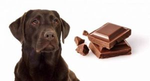 狗吃多少巧克力会死 狗吃了巧克力怎么办