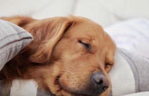 狗狗睡觉嘴巴一直抽动 狗狗每天睡几个小时