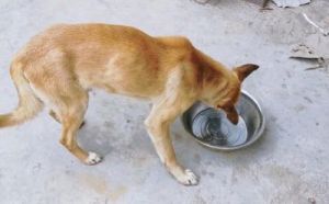 20多天的狗狗吃玉米面 狗狗能吃玉米面