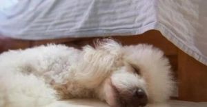泰迪狗狗睡觉时候怎么叫 泰迪狗狗学狼叫