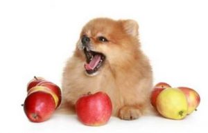 狗能吃水果一览表 糖尿病人能吃啥水果一览表
