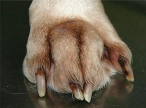 为什么狗狗脚上有爪子呢 狗狗爪子划破轻微破皮