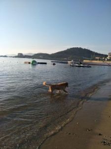 狗狗专用游泳馆威海在哪里 威海专用车