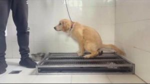 狗狗训练上厕所教程 怎么训练狗狗上厕所