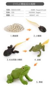 青蛙发育过程 青蛙生长过程图片