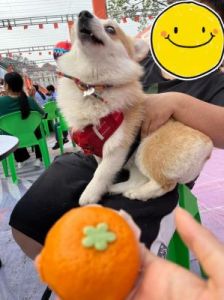 狗狗喜欢吃酸的橘子吗 狗能吃橘子吗