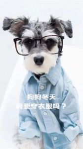 狗狗在网上买衣服可以吗 自制狗狗衣服图解