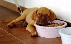 狗狗不吃饭是什么原因 为什么狗狗吃不到饭就吐