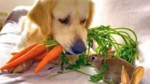 狗狗吃肉和吃胡萝卜的区别 狗狗吃了胡萝卜拉肚子
