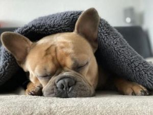 狗狗一天睡几个小时 狗狗训练19个技巧
