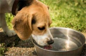 狗狗突然不喝盆里的水 家里盆里突然有水