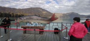 哲罗鲑 15米巨型哲罗鲑图片